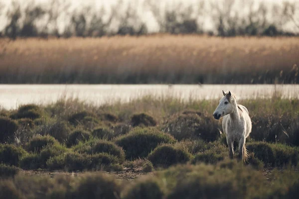 Cavallo bianco della Camargue, stile opaco . — Foto Stock