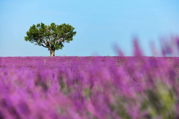 Lavanta tarafından çevrili ağaç — Stok fotoğraf