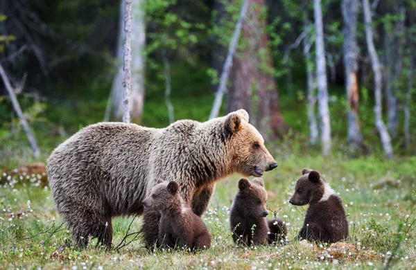 Oso pardo hembra y sus cachorros — Foto de Stock