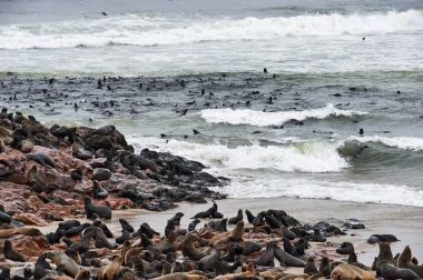 Kürk fokları Namibya kolonisi