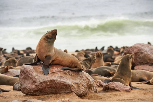 Kolonie von Robben in Namibia — Stockfoto