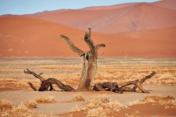 Dode boom in de woestijn. — Stockfoto