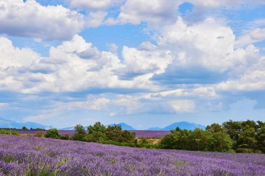 Lavanta, Provence yatay