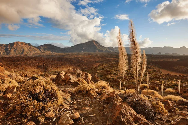 Paysage de l'arrière-pays de Tenerife — Photo