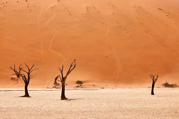 Paisaje del desierto namibio — Zdjęcie stockowe