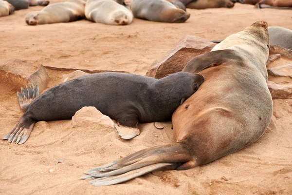 Robbenweibchen säugt ihren Welpen — Stockfoto
