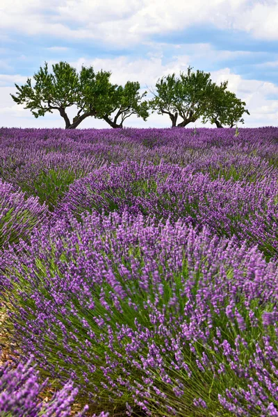 Landschap van de Provence met lavendel — Stockfoto