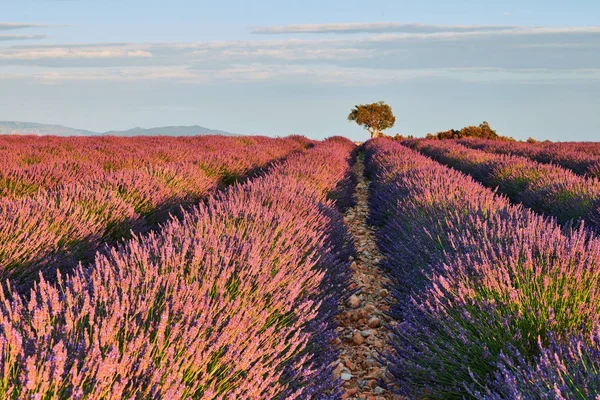 Gebied van bloeiende lavendel — Stockfoto