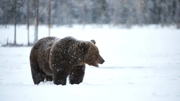 Urso marrom andando na neve — Fotografia de Stock