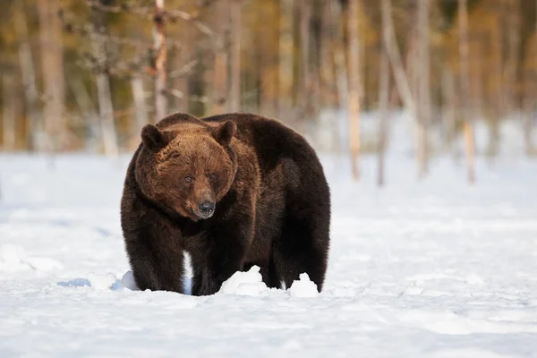 Medvěd hnědý ve sněhu — Stock fotografie