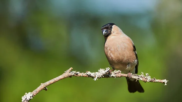 Vrouwelijke Goudvink (Pyrrhula pyrrhula) zat op een tak — Stockfoto