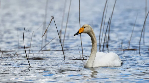 Cisne Swooper blanco —  Fotos de Stock