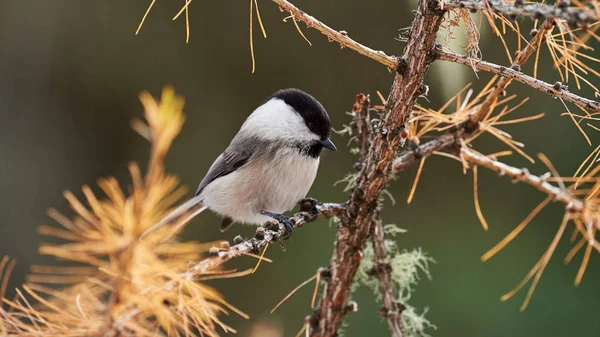 Teta de salgueiro adorável (Poecile montanus ) — Fotografia de Stock