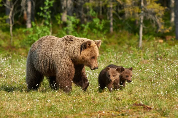 母ヒグマと彼女のカブス — ストック写真