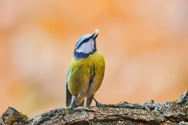 Bela mama azul (Cyanistes caeruleus ) — Fotografia de Stock