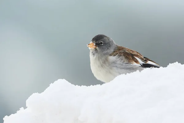 화이트 날개 snowfinch — 스톡 사진