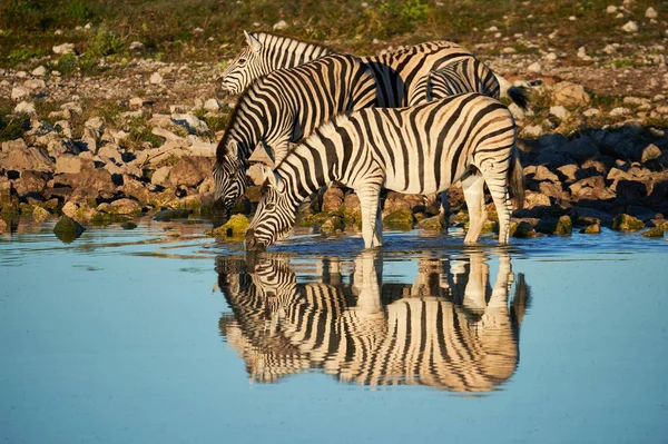 Burchell's zebras (Equus quagga burchellii) drink at a waterhole — Stock Photo, Image