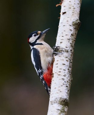Erkek büyük ağaçkakan