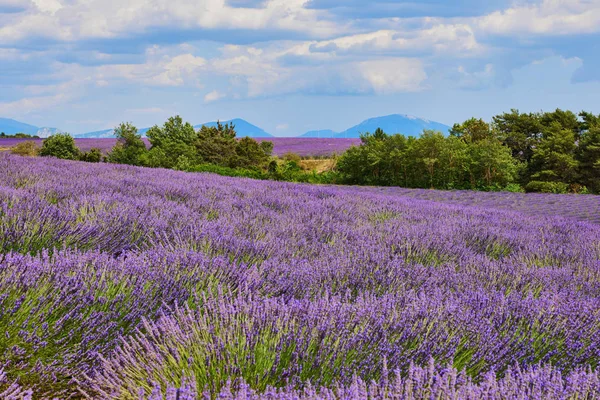 Landschap van de Provence met lavendel — Stockfoto
