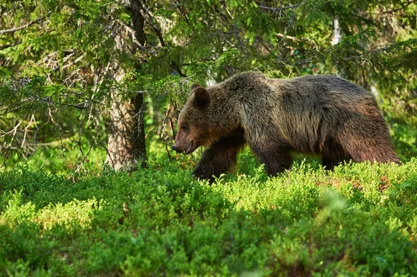 Urso castanho selvagem na floresta — Fotografia de Stock