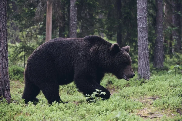 Urso marrom na floresta (estilo fosco ) — Fotografia de Stock