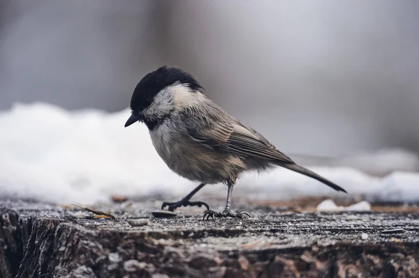 Lovely willow tit, matte style. — Stock Photo, Image