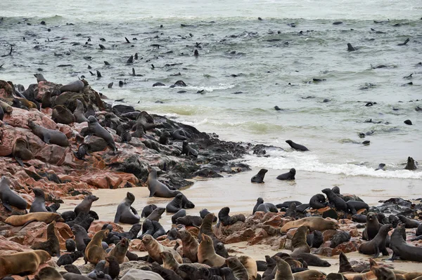 Kolonie von Robben in Namibia — Stockfoto