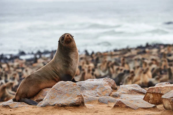 Colônia de focas de pele na Namíbia — Fotografia de Stock