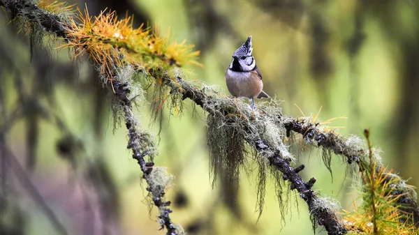 Lovely crested tit — Stock Photo, Image