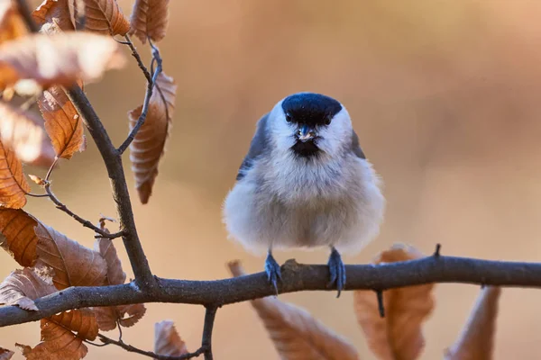 Marsh Tit beristirahat di percabangan — Stok Foto