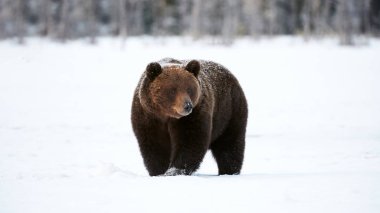 Bahar uyanış karda ayı (Ursus arctos) ayakta kahverengi