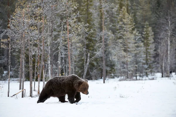 巨大なヒグマ Ursus Arctos フィンランドの大河で雪の中を歩きながら冬の終わりに撮影 — ストック写真