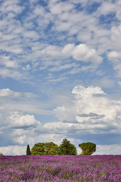 Krajobraz Prowansji Pionowo Sfotografowany Lawendy Drzewa Piękne Niebo Chmurami Biały — Zdjęcie stockowe