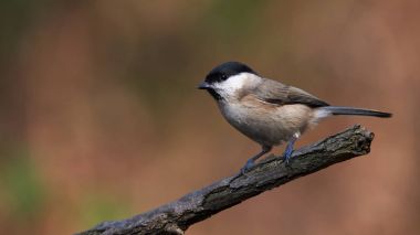 Marsh bir dalda dinlenme baştankara (Poecile palustris)