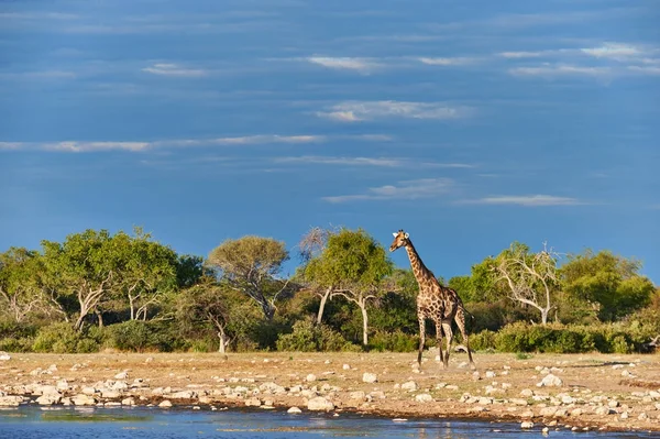 Giraffe trinkt in einem Wasserloch — Stockfoto