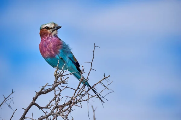 Lilac-breasted roller — Stockfoto