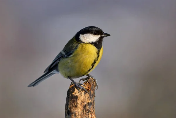 Bunte Kohlmeise Parus Major Auf Einem Baumstamm Hockt Der Horizontalen — Stockfoto