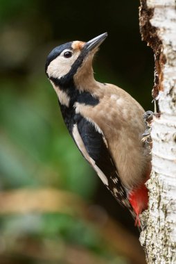 Büyük benekli ağaçkakan huş ağacının dalına tünemiş 