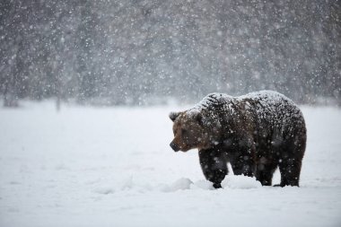 Büyük boz ayı (Ursus arctos) yoğun kar yağışı altında Fin Tayga karda yürürken geç kış fotoğrafı