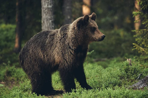 Бурый Медведь Ursus Arctos Свободно Гуляет Финской Тайге Матовый Стиль — стоковое фото