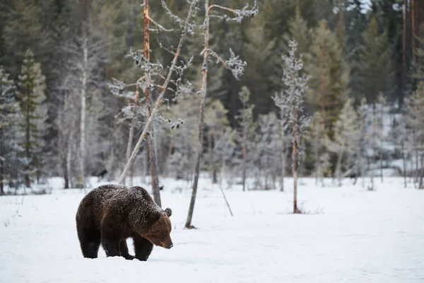 Великий Бурий Ведмідь Сфотографований Наприкінці Зими Під Час Прогулянки Снігом — стокове фото