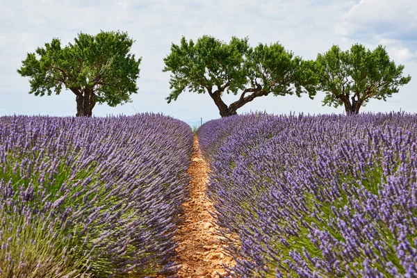Paisagem Provence Fotografada Horizontalmente Com Lavanda Árvores Belo Céu Com — Fotografia de Stock