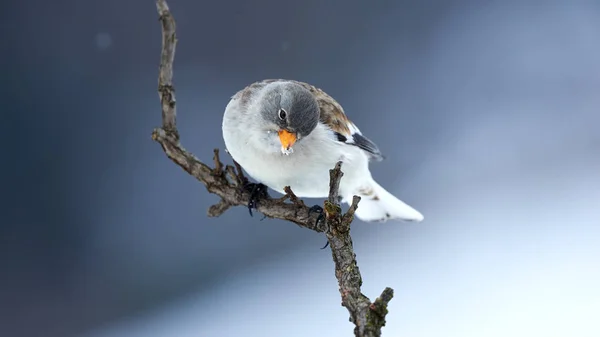 White Winged Snowfinch Perched Small Branch Photographed Cold Winter — Stock Photo, Image