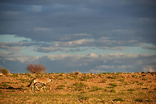 Södra Oryx Gratis Namibiska Park — Stockfoto