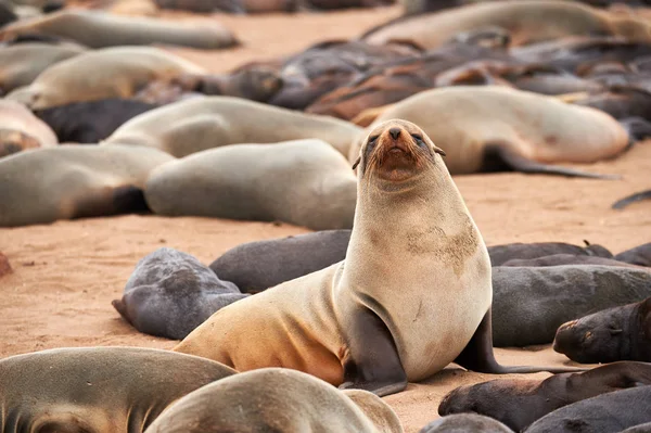 Gran Colonia Pieles Focas Cape Cross Namibia —  Fotos de Stock