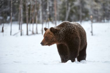 Boz ayı (Ursus arctos) karda