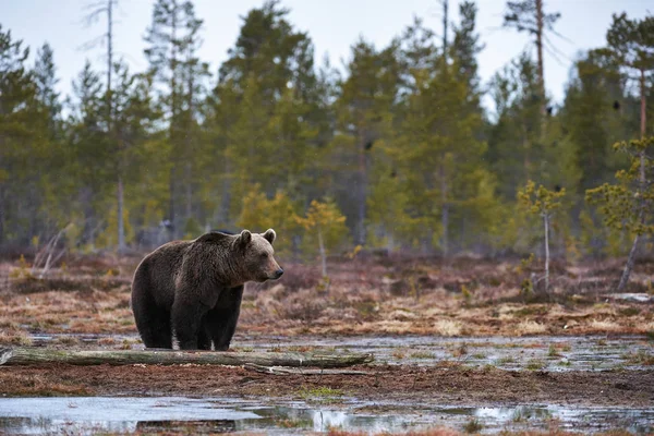 Бурый медведь (Ursus arctos) в тайге . — стоковое фото