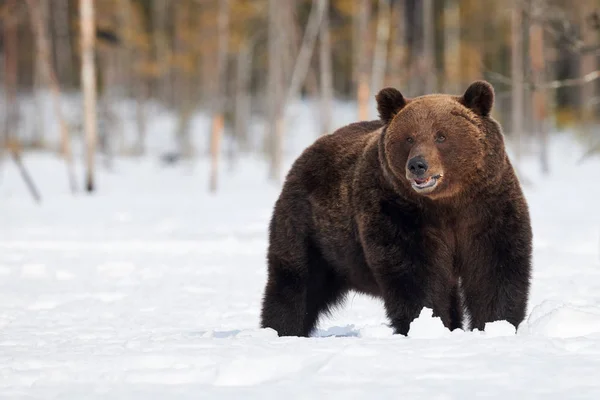 Бурий ведмідь (Урсус arctos) на снігу — стокове фото