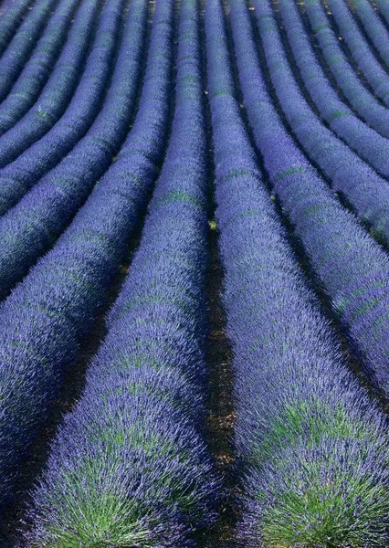 Lavendelfeld in der Provence — Stockfoto