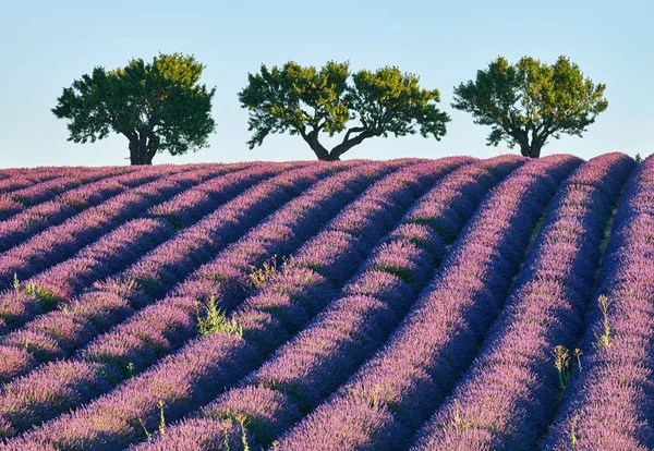 Gebied van bloeiende lavendel — Stockfoto